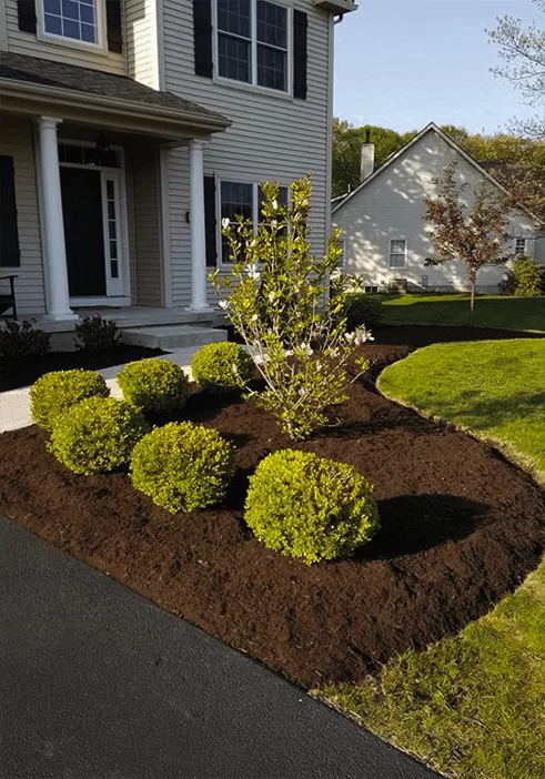 Mulched and trimmed shrubbery bed